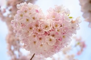 ハート型のサクラの花