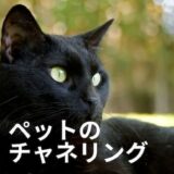 チャネリングでペットの声を聞く方法｜アニマルコミュニケーターになる第一歩｜家出猫のチャネリング体験談